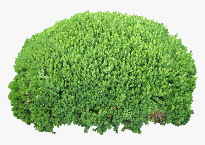 Bush Png Image - Bush Transparent Background, Png Download