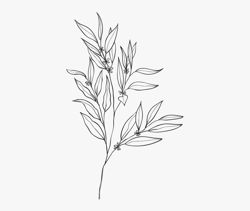 Eucalyptus Essential Oils And Products - Sketch, HD Png Download
