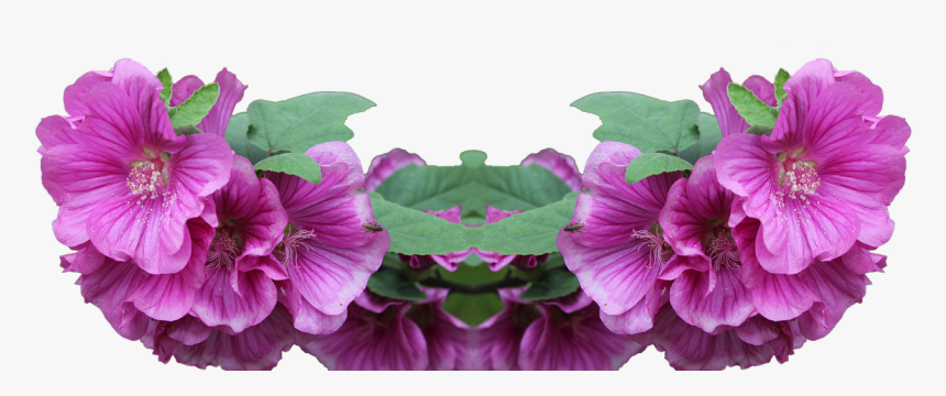Lavatera Shrub Png Free Photo - Lavatera Png, Transparent Png