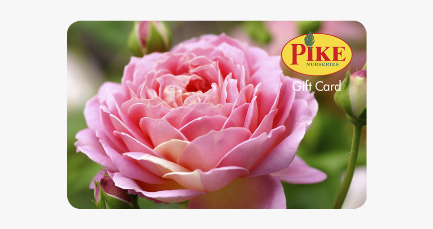 Rose Gift Card - Hybrid Tea Rose, HD Png Download