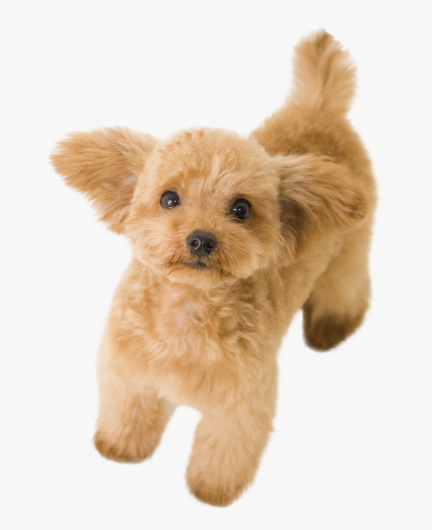 Thumb Image - Transparent Toy Poodle Png, Png Download