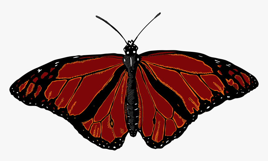 Monarch Butterfly With White Background, HD Png Download