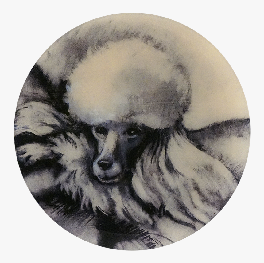 Miniature Poodle, HD Png Download