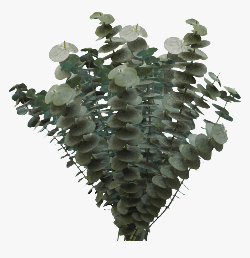 Houseplant, HD Png Download