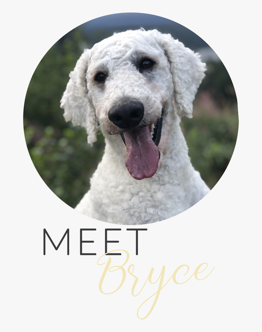 Lakeridge Galavanting Poodle Bryce Alaska Washington - Dog Yawns, HD Png Download