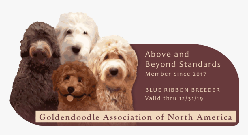 Above Beyond - Our Goldendoodles, HD Png Download