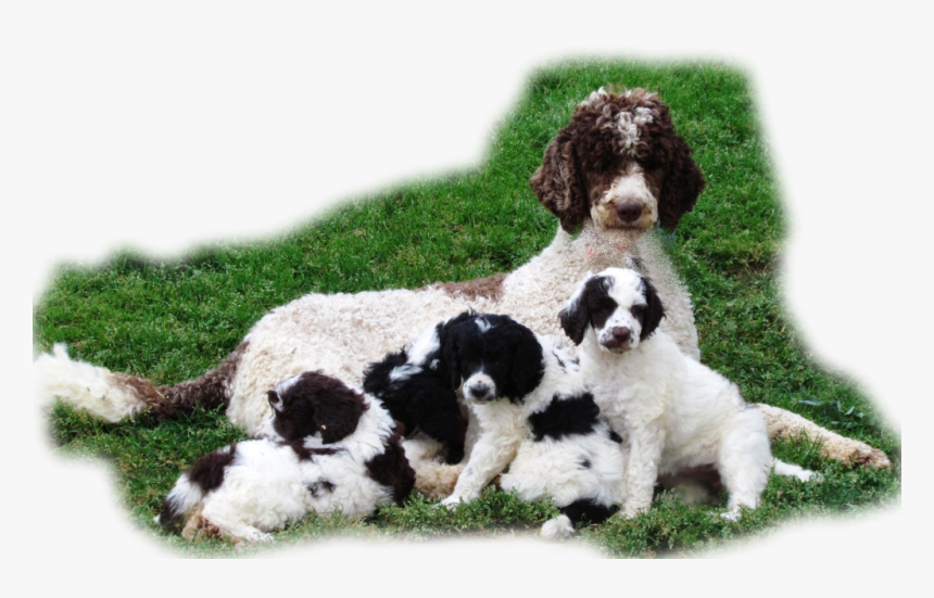 Interlaced Biiggest Size Picture Puppy Right Hand Corner - Poodle, HD Png Download