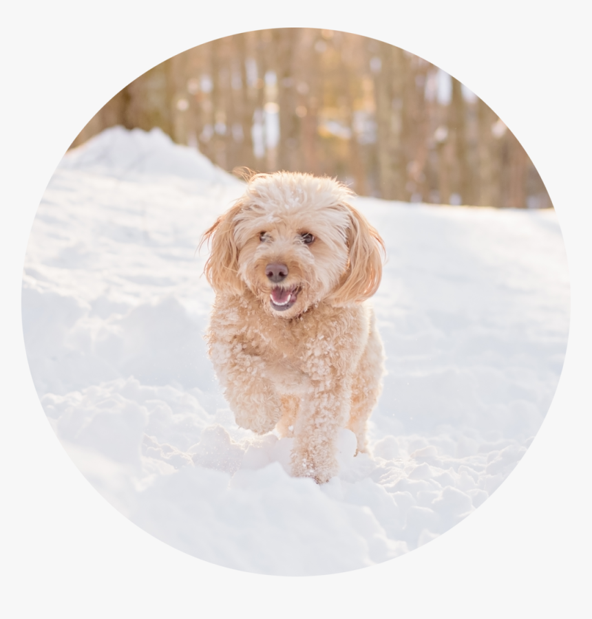 Dsc 3245 Edit 1 - Labradoodle, HD Png Download