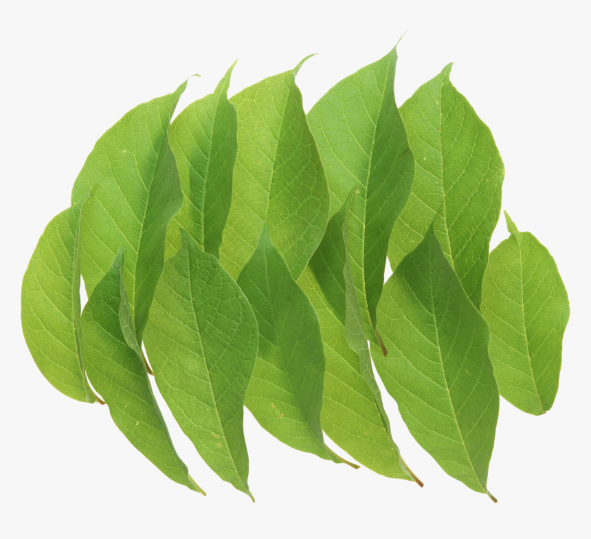 Green Leaves Png Image - Portable Network Graphics, Transparent Png