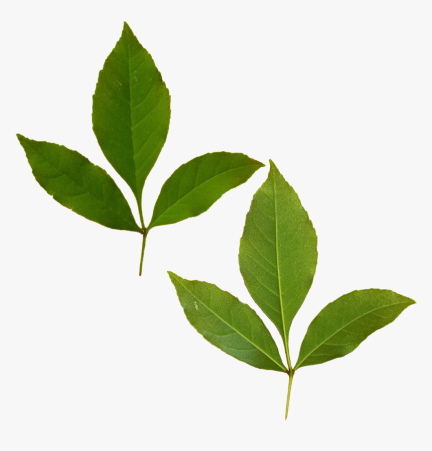 Dual Tri Leaf - Buttonbush, HD Png Download