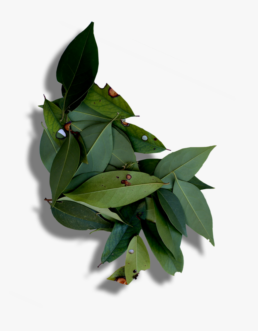 Leaves - Buttonbush, HD Png Download