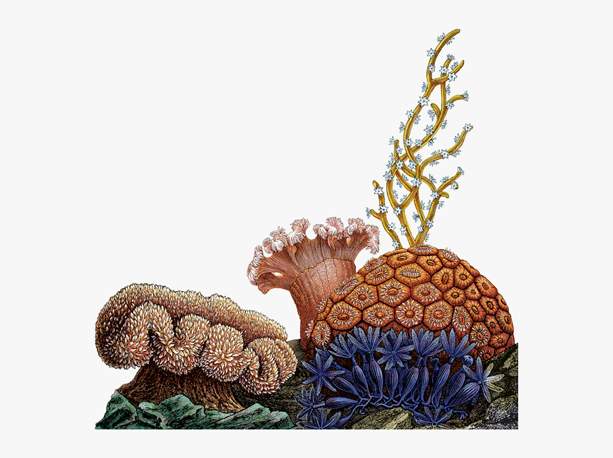 Coral Reef, Quality Aljanh - Designing For Behavior Change Applying Psychology And, HD Png Download