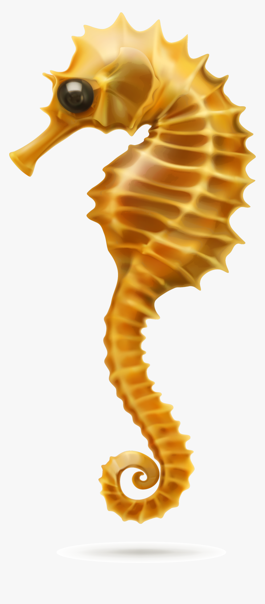 Seahorse Picture White Background, HD Png Download