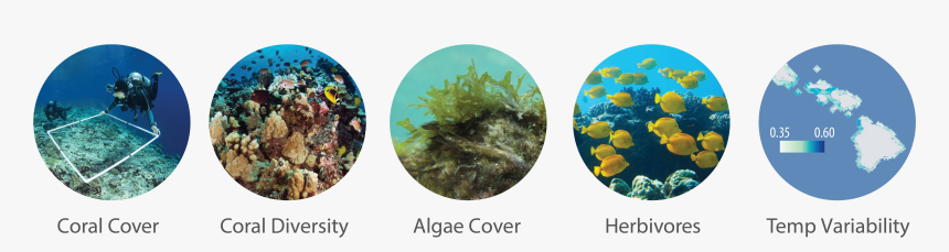 Ecosystem Indicators For Hawaii - Laver, HD Png Download
