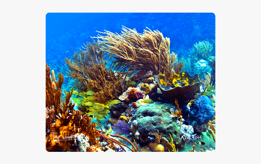 Marine Biology, HD Png Download