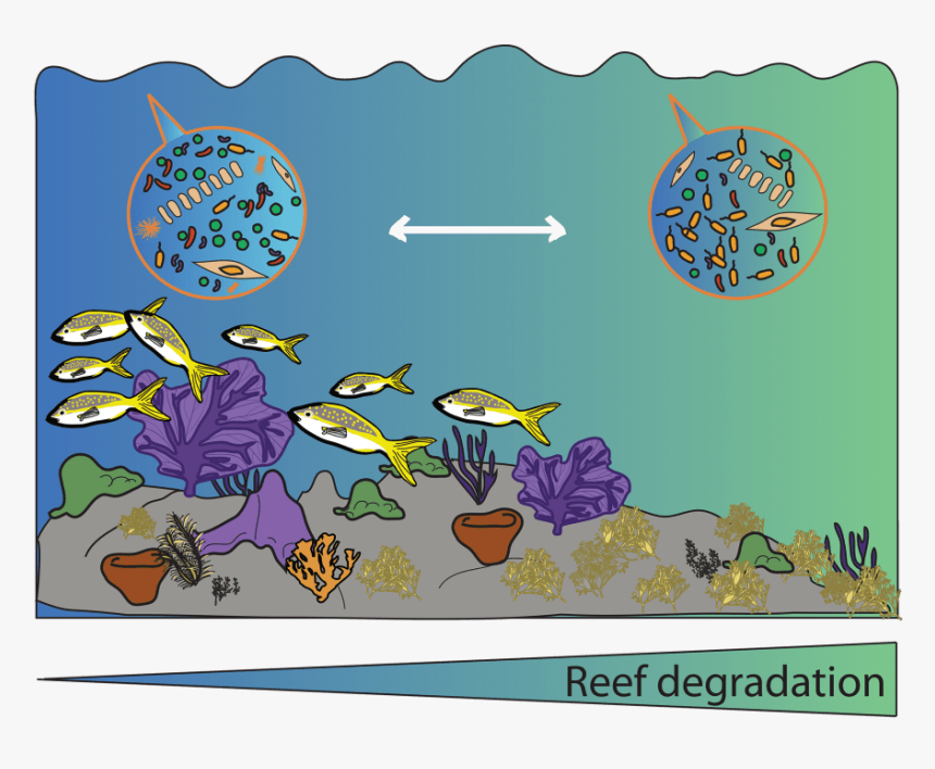 The Coral Reef Microbiome - Illustration, HD Png Download