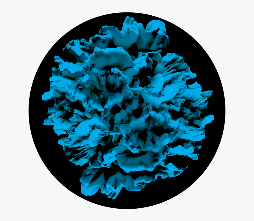 Blue Coral, HD Png Download