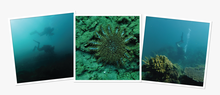 Marine Biology, HD Png Download