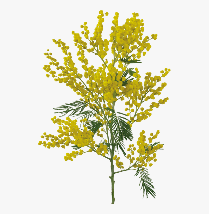 Thumb Image - Yellow Flower Png For Photoshop, Transparent Png