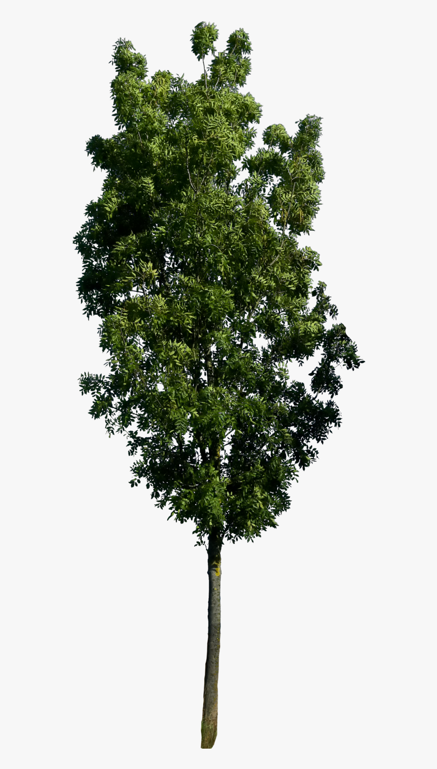 Arboles Png, Transparent Png