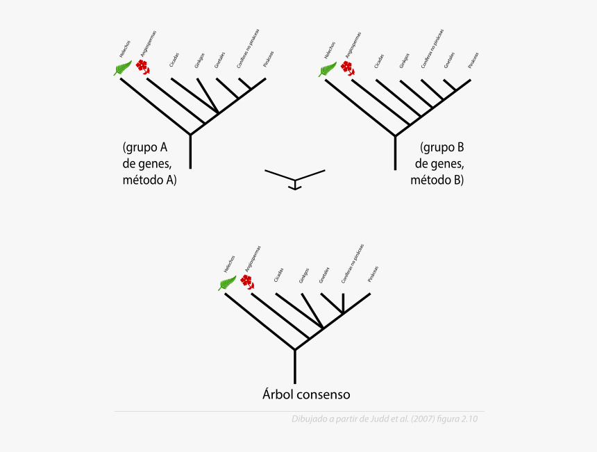 Reconstrucciones Filogenéticas Y Árbol Consenso - Arboles De Consenso, HD Png Download
