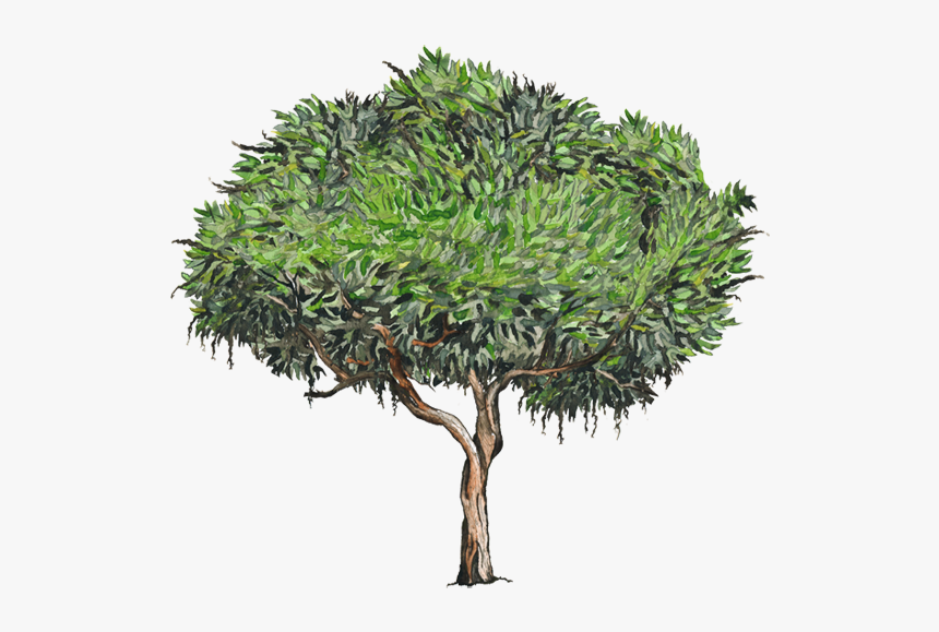 Palo De Mango Dibujo, HD Png Download