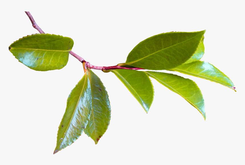 Marco De Hojas De Arboles, HD Png Download
