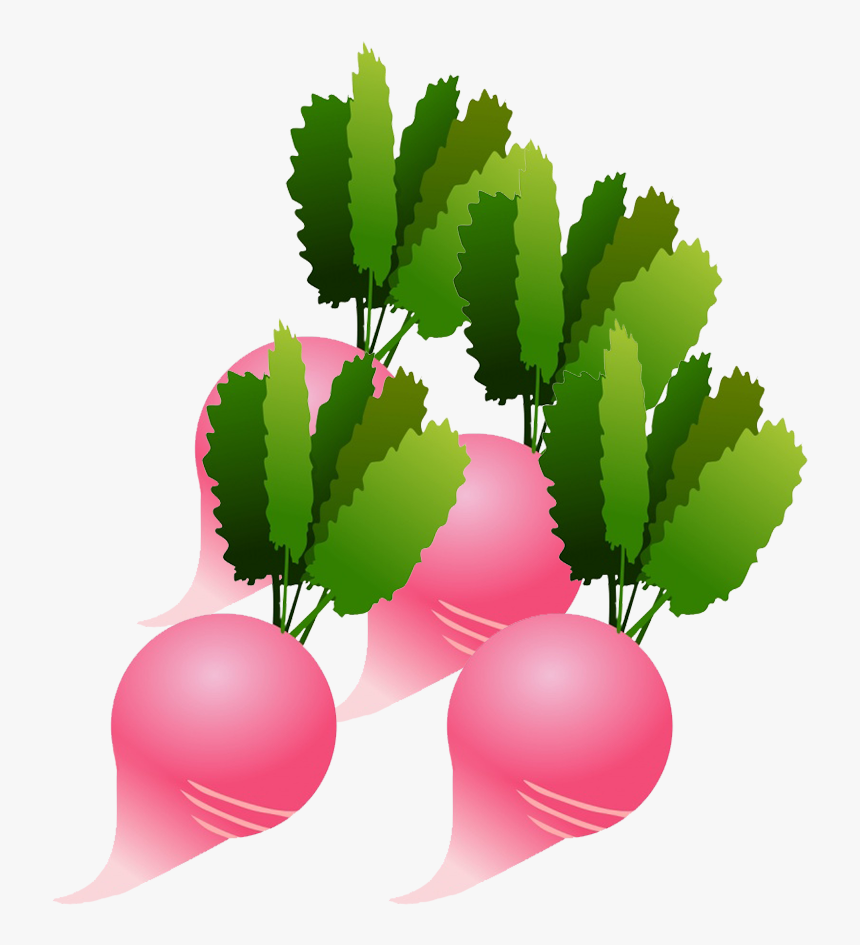 Radish Clipart - Illustration, HD Png Download