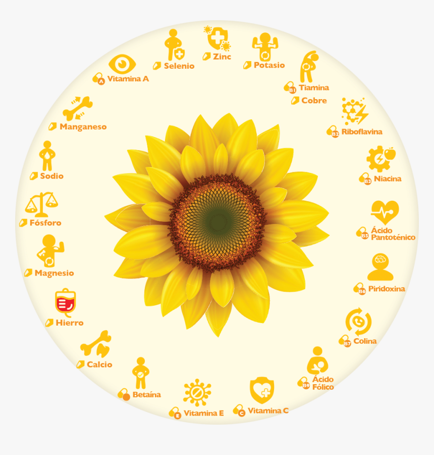 Semillas De Girasol O Semillas De Pipa - Clip Art Sun Flower, HD Png Download