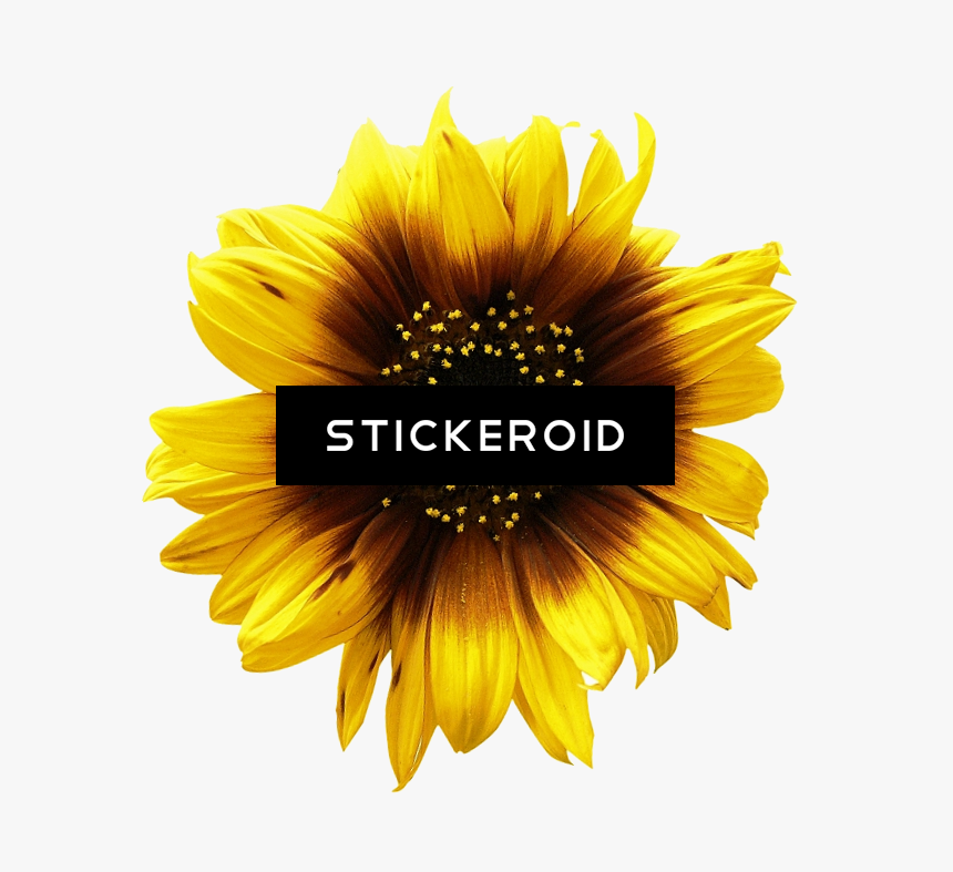 Transparent Sunflower Clipart No Background - Duke Nukem Forever Box Art, HD Png Download