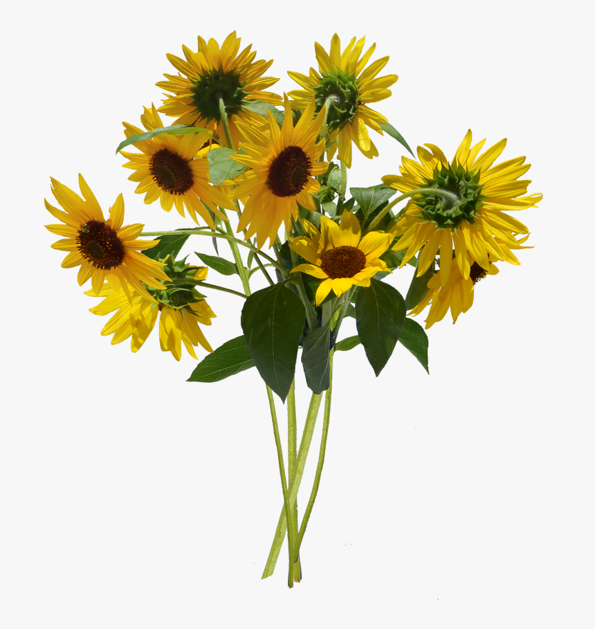 Sunflower Bunch Clip Art - Bunch Of Sunflowers Png, Transparent Png