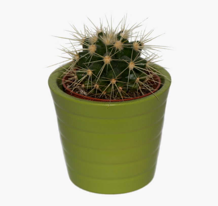 Transparent Succulent Clipart - House Plant Png Polyvore, Png Download