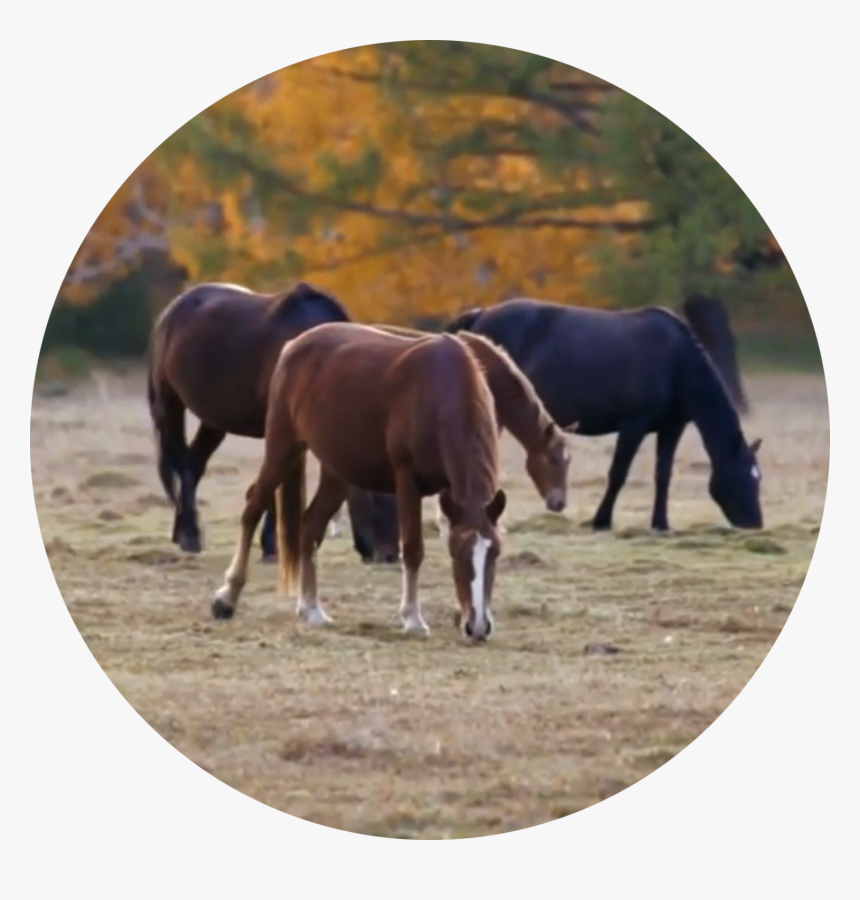 Stallion, HD Png Download