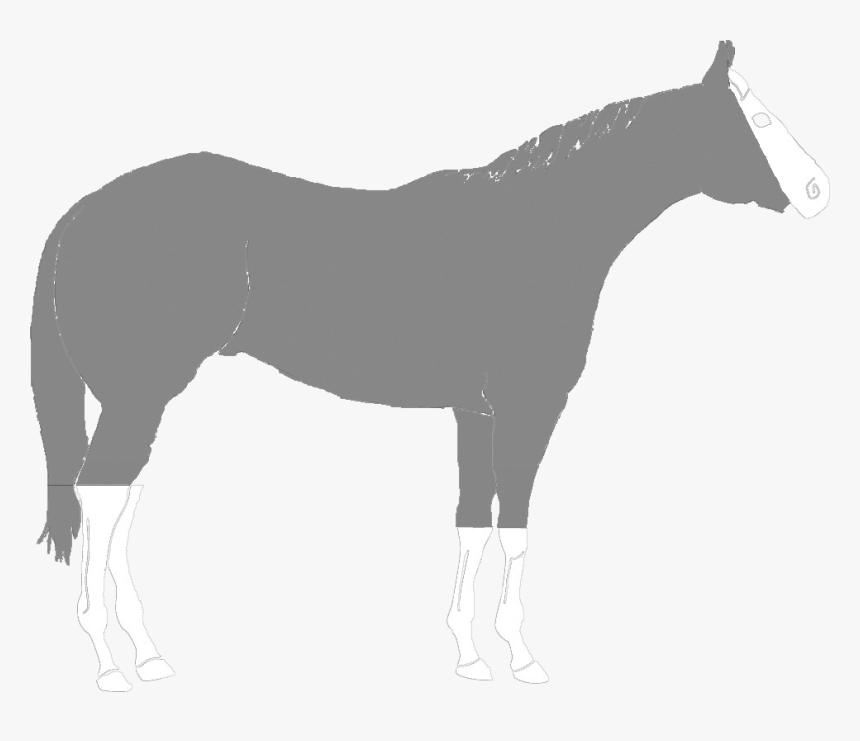 Mane, HD Png Download