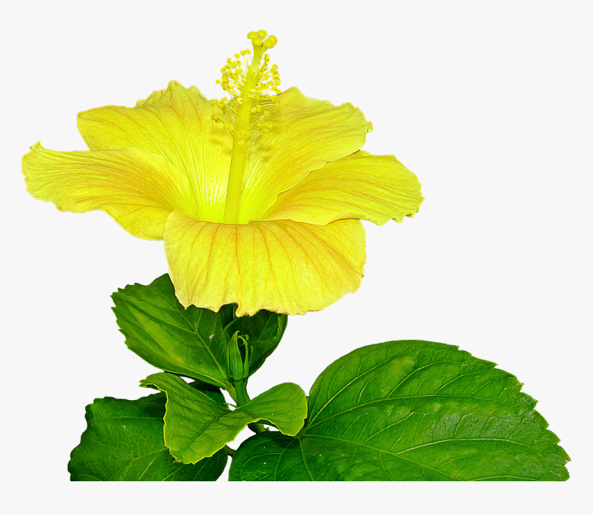 Pistil Png, Transparent Png