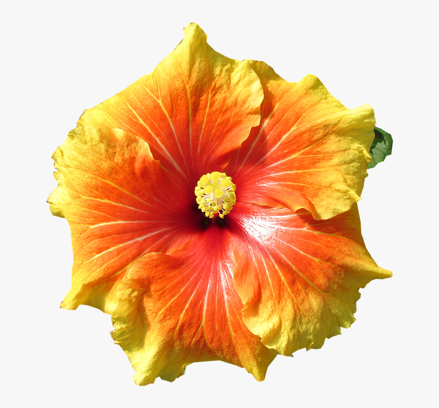 Hibiskus Png, Transparent Png