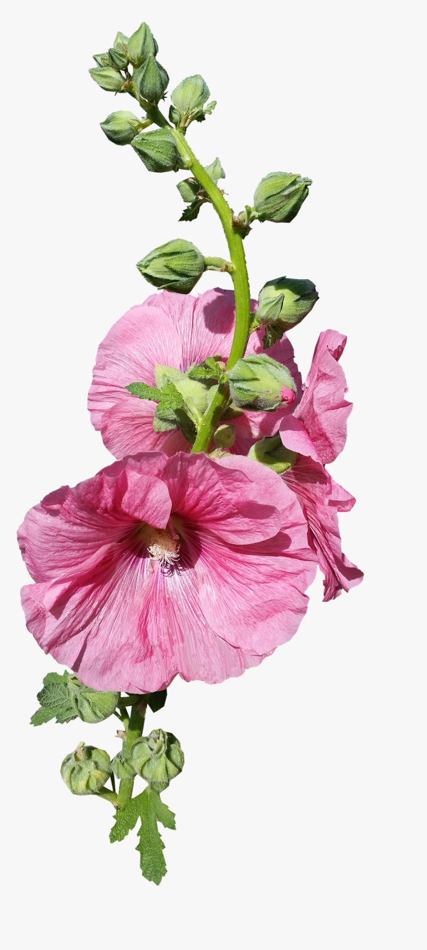 Hollyhock Stem, HD Png Download