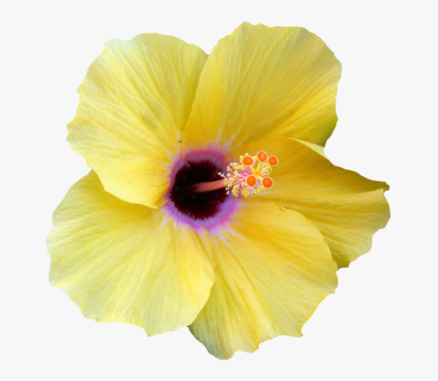 Yellow Transparent Hibiscus Flower, HD Png Download