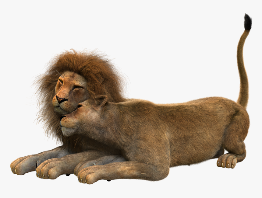 Lion Couple Png, Transparent Png