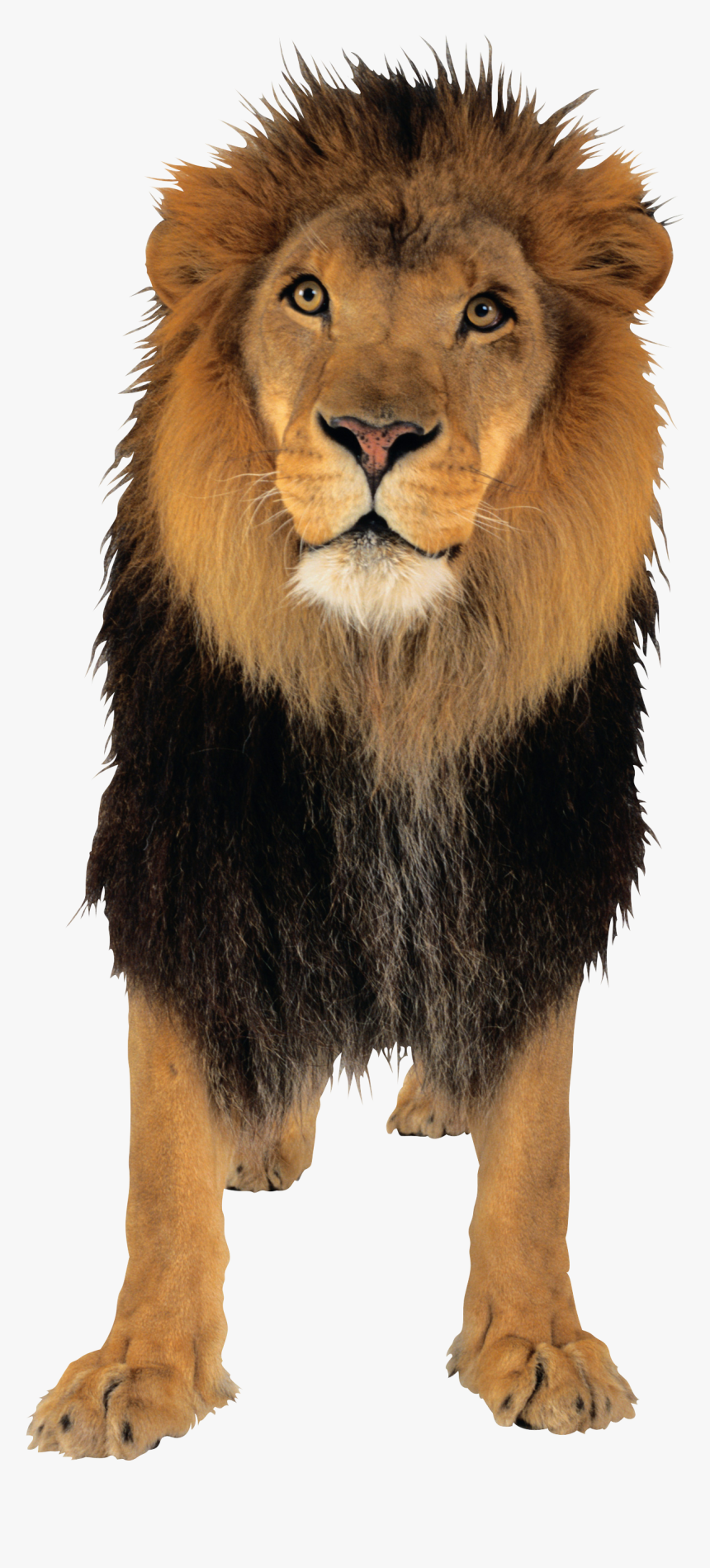 Download And Use Lion Png In High Resolution - Lion Hd Png Free Download, Transparent Png