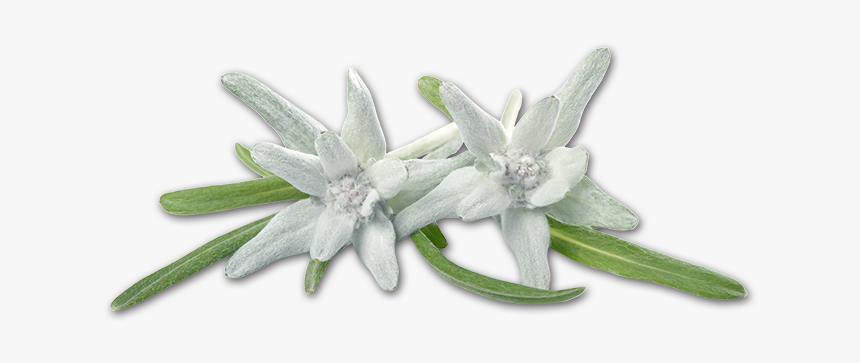 Image Colored Soft Crown Tarziedelweiss - Edelweiss, HD Png Download