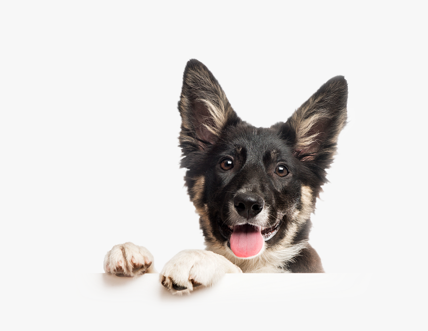 Dog Catches Something, HD Png Download