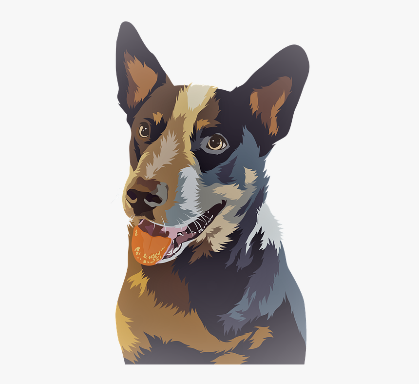 Blue Heeler, HD Png Download