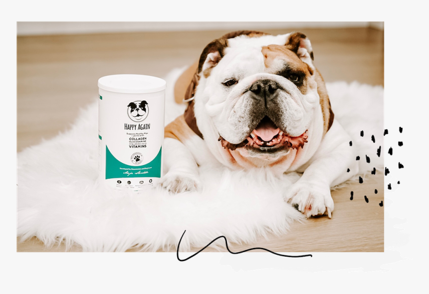 Hap - Olde English Bulldogge, HD Png Download