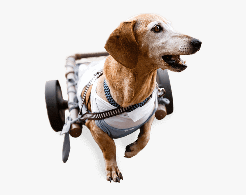 Image Of A Happy Dog Using A Dog Wheelchair - Dog Catches Something, HD Png Download