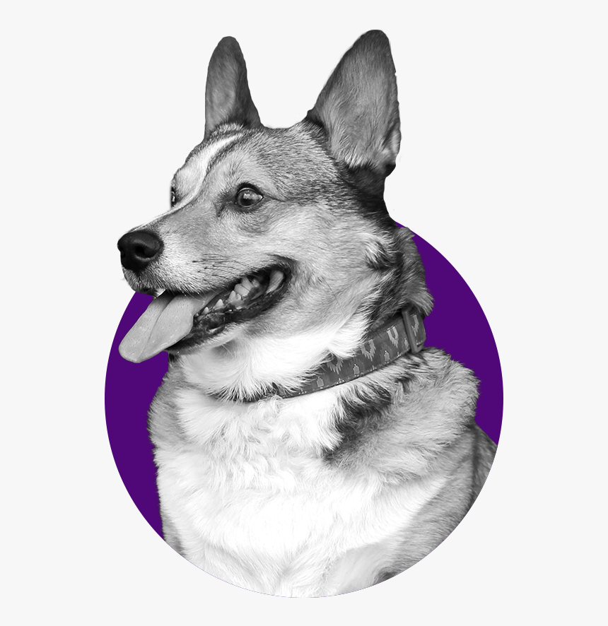 Typs Of Daog, HD Png Download