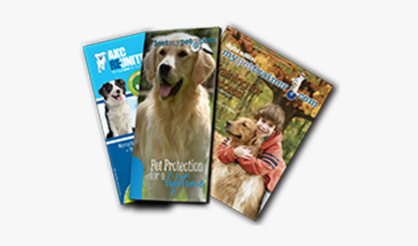 Golden Retriever, HD Png Download