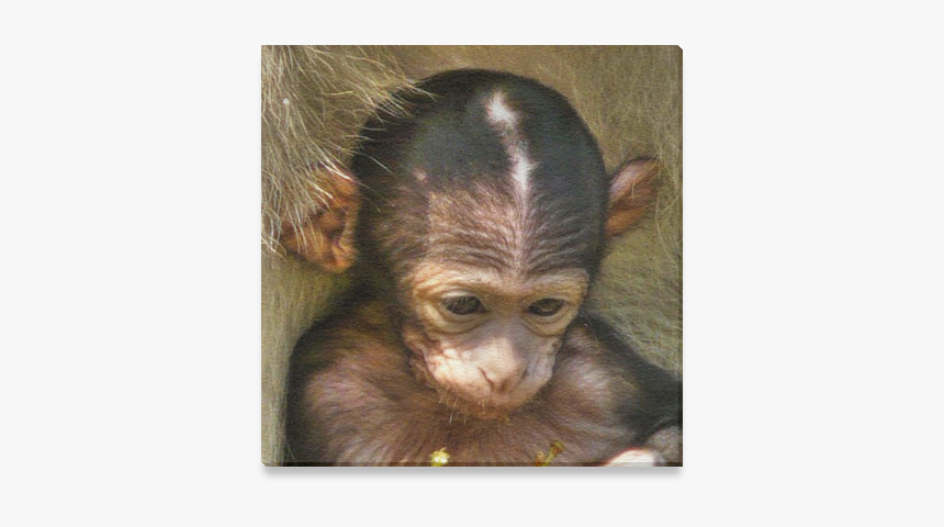 Sweet Baby Monkey Canvas Print 6 X6 - Macaque, HD Png Download