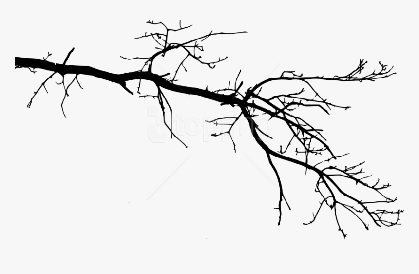 Free Png Tree Branch Png - Tree Branch Drawing Transparent, Png Download