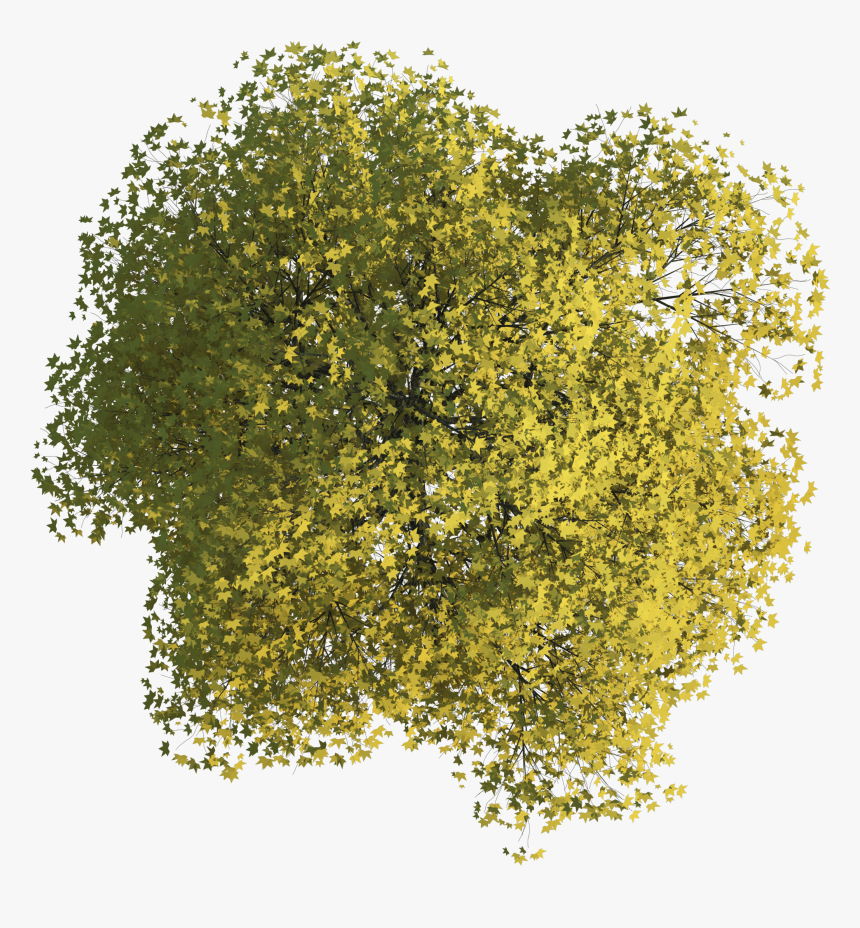 Autocad Floor Top Tree Plan View Drawing Clipart, HD Png Download